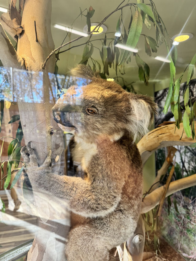 Koala Conservation Reserve
