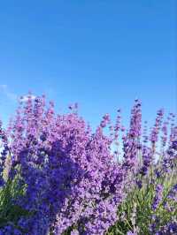 Soul of Purple, Essence of Scent