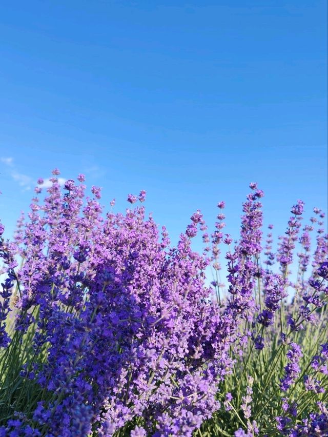 Soul of Purple, Essence of Scent