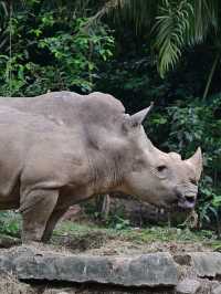 KL Wild Side: Leap Into Zoo Negara’s Jungle Adventure 