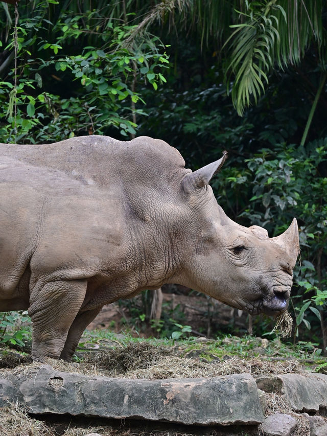 KL Wild Side: Leap Into Zoo Negara’s Jungle Adventure 
