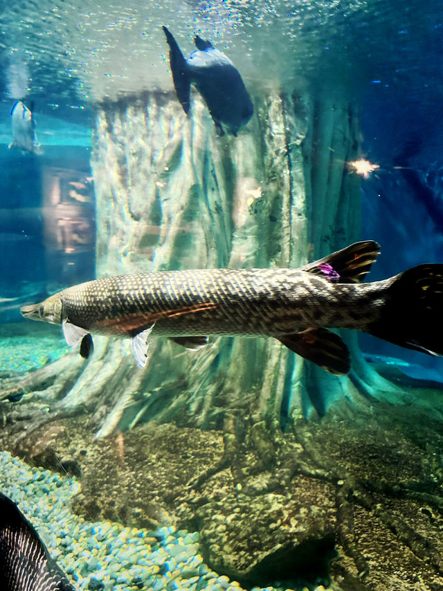 Tidal Marvels at The Coastal Zone, Aquaria KLCC