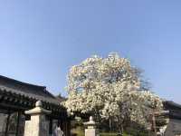 Haenggung-dong (행궁동)