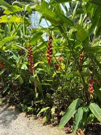 Spice Trails: A Journey Through Penang’s Botanical Wonderland