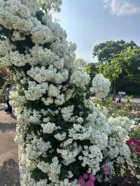 【大阪】🌸🌻万博記念公園で映えスポット巡り！太陽の塔に感動✨