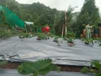 Agro tourism in kurseong hills. 
