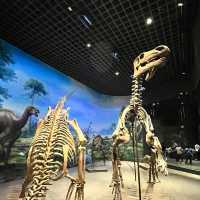 📍Inner Mongolia Museum – What to Know for Your First Visit!