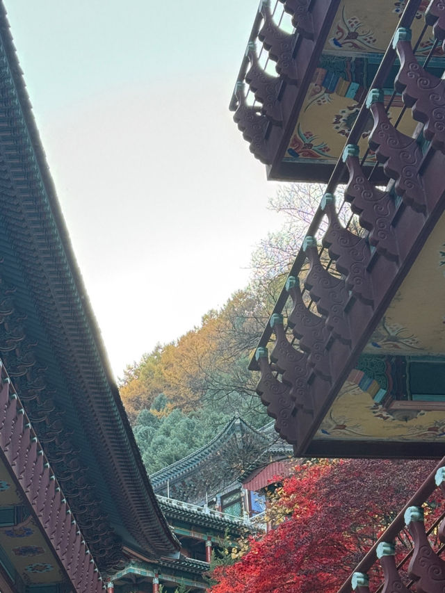 🌿 단양 1박 2일 힐링 여행 코스 