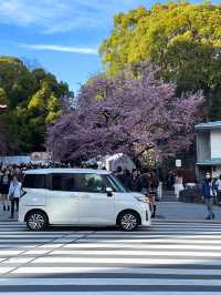 3 พิกัดดูซากุระบานที่ Ueno 🌸