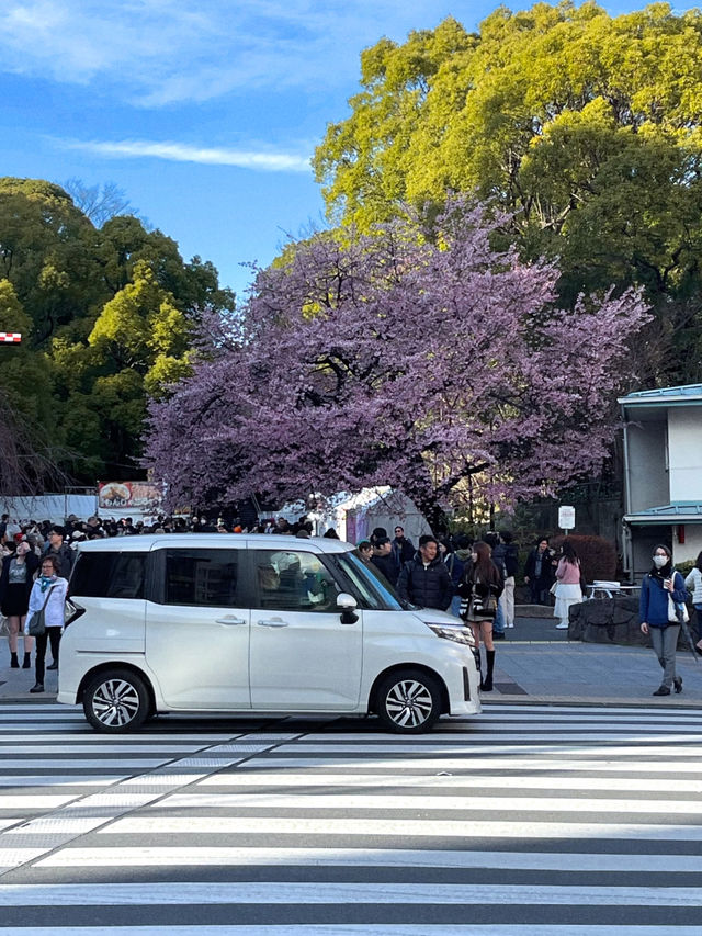 3 พิกัดดูซากุระบานที่ Ueno 🌸