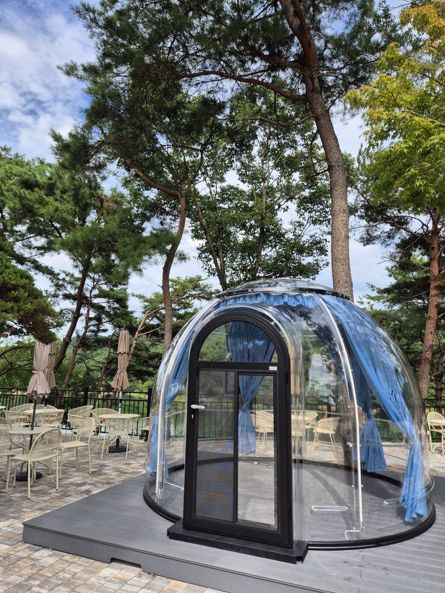 🐋 원주 카페 고래호수, 자연 속 야외 공간에서 힐링하는 시간 🌲