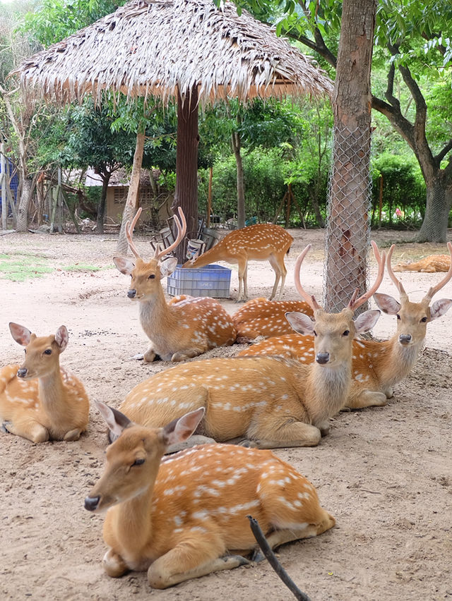 ฮีลใจกับสัตว์แสนน่ารักที่ Alpaca Hill 🦉🌿
