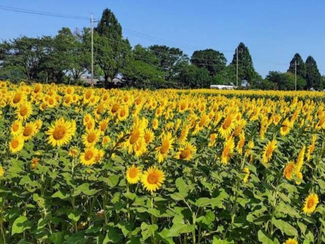 神奈川 | 座間市向日葵祭,關東地區最大的向日葵花海 神奈川 | 座間市向日葵祭,關東地區最大的向日葵花海