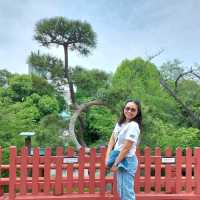 Moon Pine Tree @ Ueno Park
