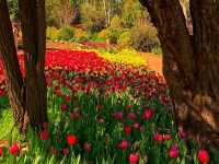 Araluen Botanic Park – A Floral Wonderland in Perth Hills 🌿