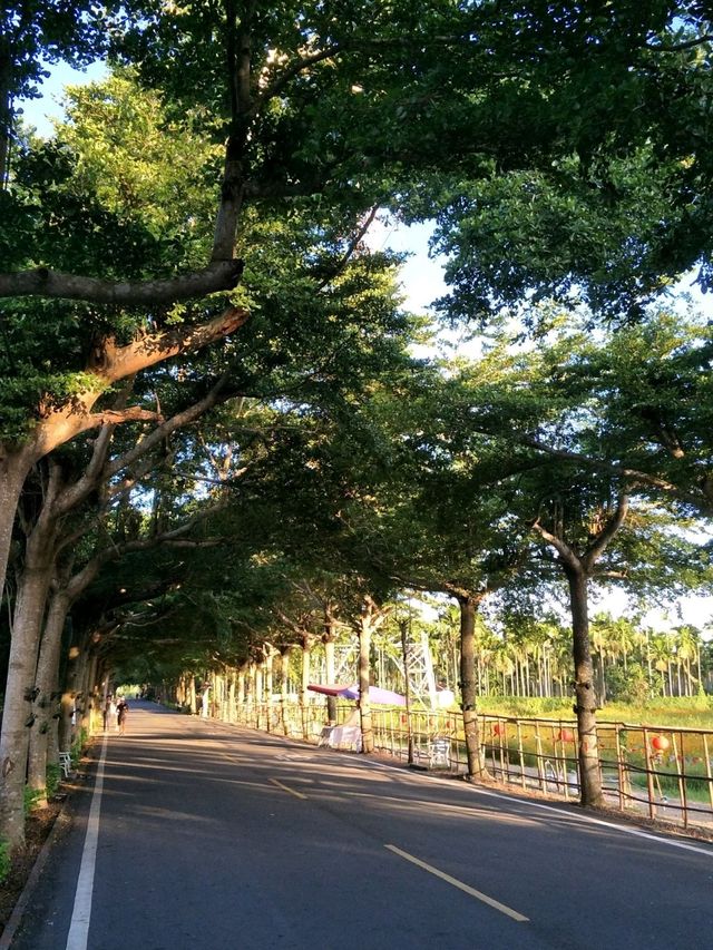 走進南台灣的綠色秘境#潮州泗林綠色隧道-屏東縣潮州鎮 走進南台灣的綠色秘境#潮州泗林綠色隧道-屏東縣潮州鎮