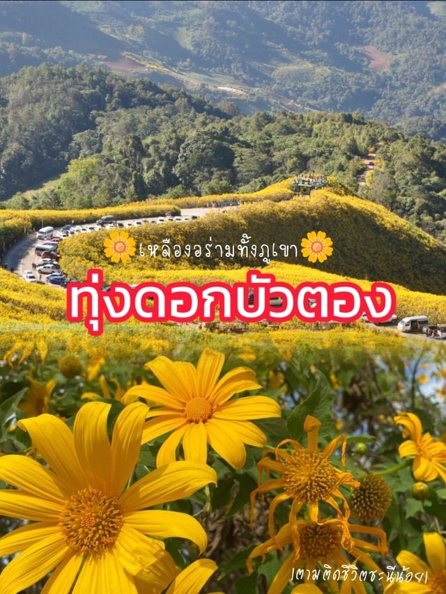 ชมทุ่งดอกบัวตอง🌼 เหลืองอร่ามทั้งภูเขา