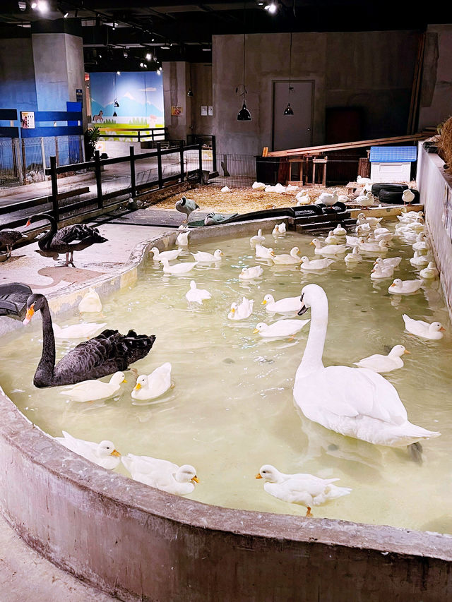 Just Farm @ Just Pets Damansara PJ: The Ultimate Indoor Petting Zoo Experience 