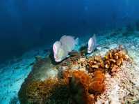 ดำน้ำที่ สิปาดัน สวรรค์ใต้น้ำ มาเลเซีย