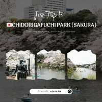 🌸 Chidorigafuchi Park – อุโมงค์ซากุระริมคูน้ำ