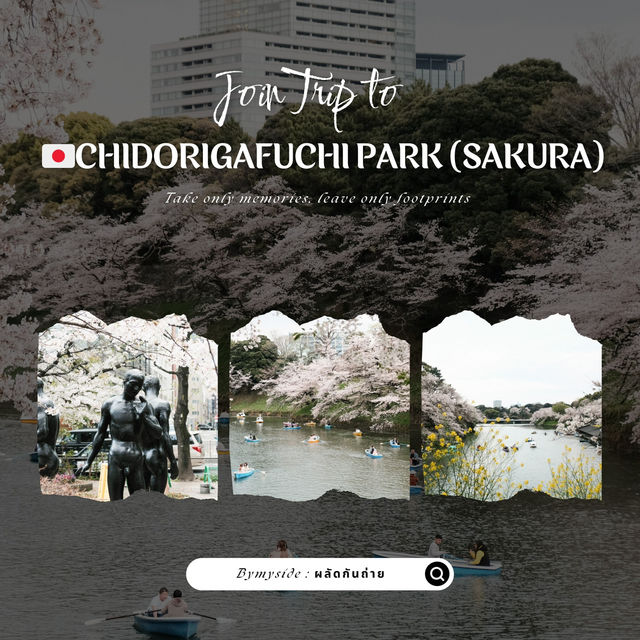 🌸 Chidorigafuchi Park – อุโมงค์ซากุระริมคูน้ำ