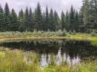 Rold Skov