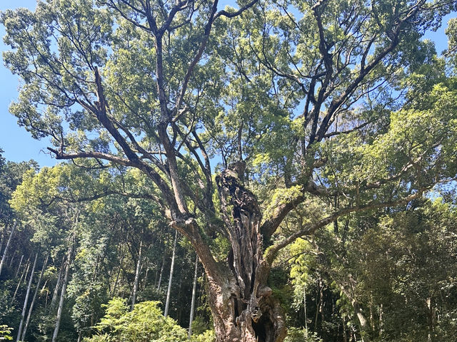 歷史與自然交織的佐賀之旅💯