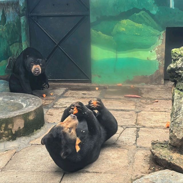 雲南昆明親子必去玩樂景點🏮昆明動物園