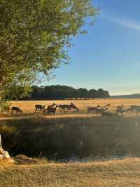 Nature Meets City🌳