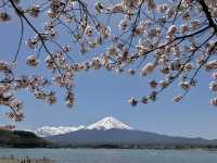 河口湖櫻花季