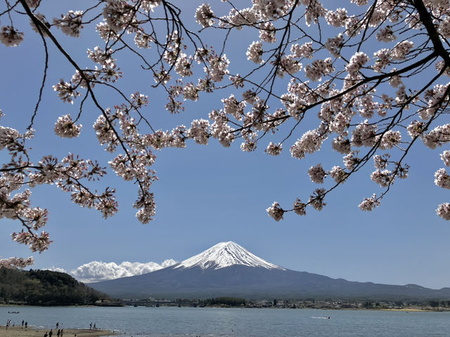 河口湖櫻花季