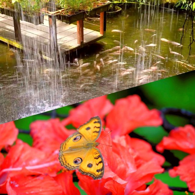 Butterfly Wonderland at Entopia: A Must-Visit in Penang 🦋🌺