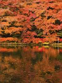 【旅行前に見て】観光攻略付‼️水鏡に映る優雅な紅葉を楽しむリゾート散策へ🍁✨ 🚶