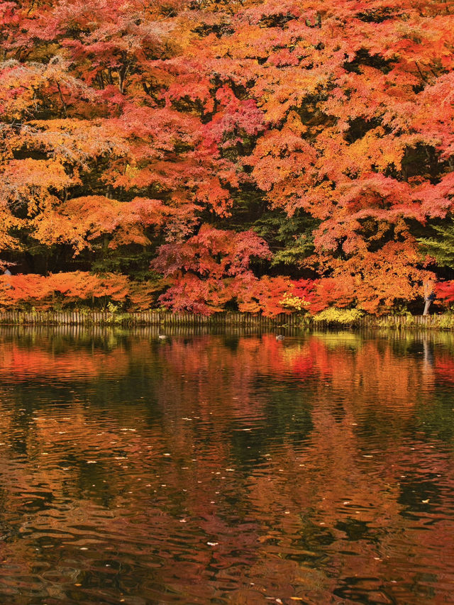 【旅行前に見て】観光攻略付‼️水鏡に映る優雅な紅葉を楽しむリゾート散策へ🍁✨ 🚶 【旅行前に見て】観光攻略付‼️水鏡に映る優雅な紅葉を楽しむリゾート散策へ🍁✨ 🚶