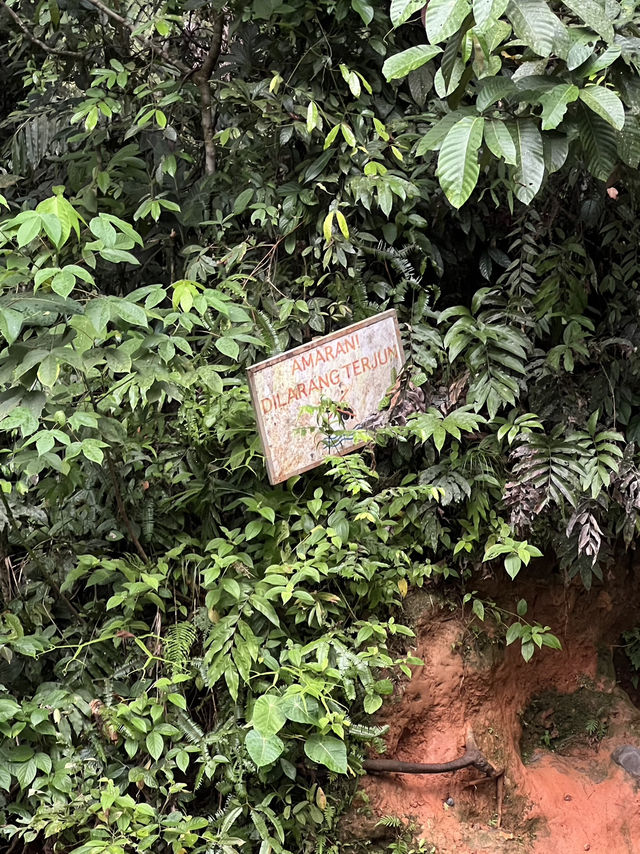 Rainforest Retreat🌿