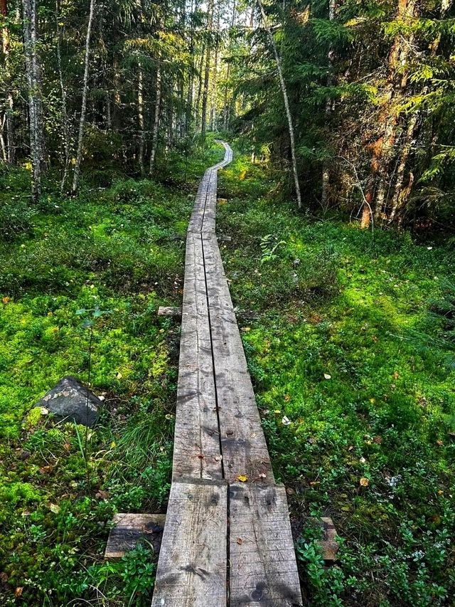 🌲 Seitseminen National Park – Where Finnish Wilderness Comes Alive