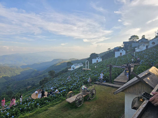 รีวิว “สวนไฮเดรนเยีย ดอยช้าง”