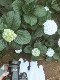 💐 บ้านขุนแปะ – หมู่บ้านกลางขุนเขา ที่มีหมอก ดอกไม้