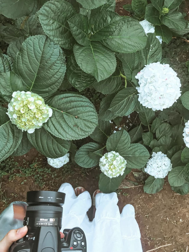 💐 บ้านขุนแปะ – หมู่บ้านกลางขุนเขา ที่มีหมอก ดอกไม้