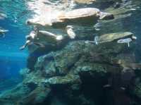 Nagoya Aquariumพิพิธภัณฑ์สัตว์น้ำสุดอลังของนาโกย่า