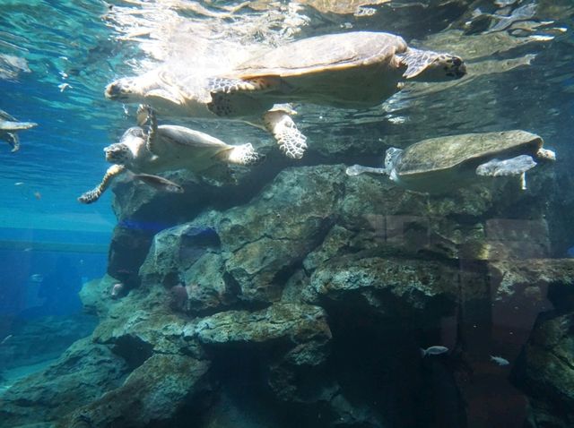 Nagoya Aquariumพิพิธภัณฑ์สัตว์น้ำสุดอลังของนาโกย่า