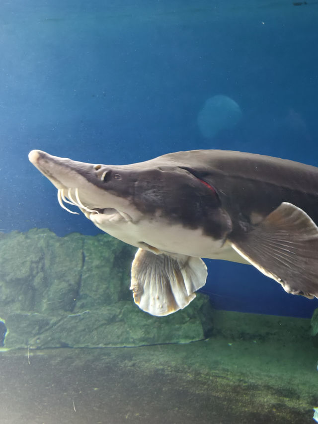 親子必去水族館人氣景點 親子必去水族館人氣景點