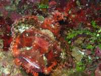 Tubbataha Reef - Tubbataha dream