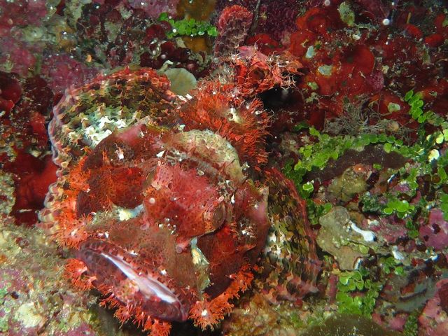 Tubbataha Reef - Tubbataha dream