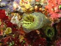 Tubbataha Reef - Tubbataha dream