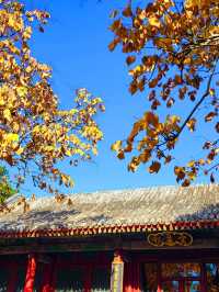Fall in Beijing🍁