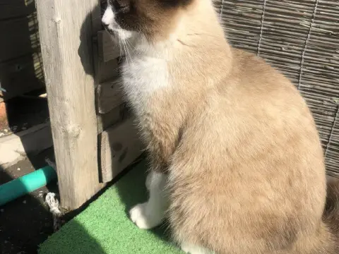 東京：一座越走越捨不得離開的城市