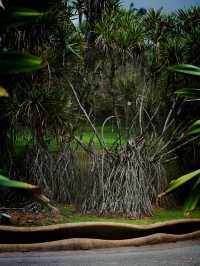 🍃 Putrajaya Botanical Garden: Calm, Green, and Refreshing 🍃