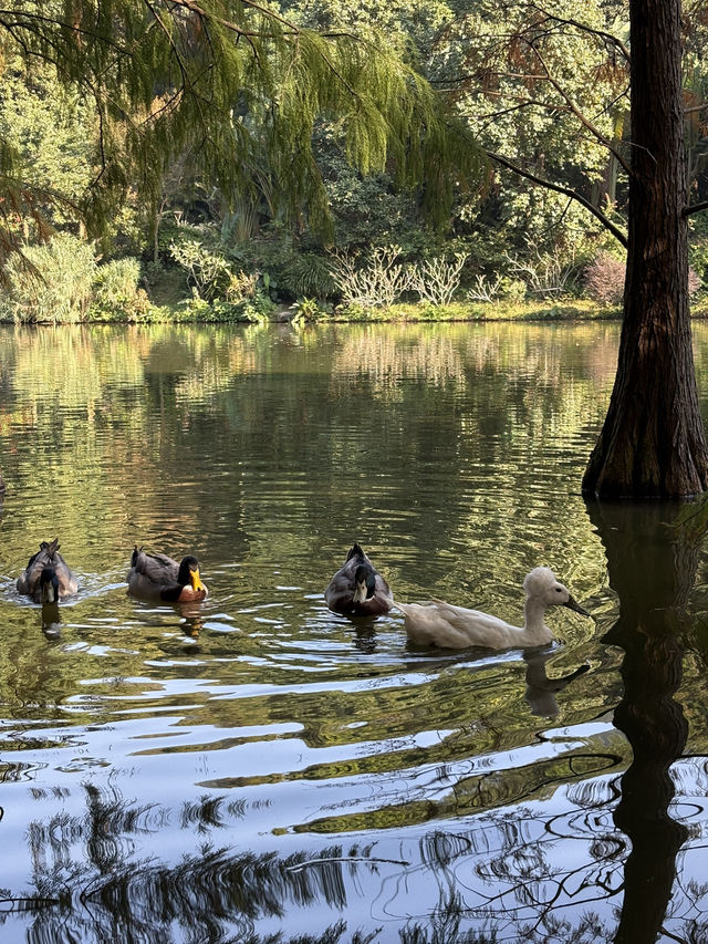 深圳仙湖弘法半日遊,自然療癒與禪意體驗 深圳仙湖弘法半日遊,自然療癒與禪意體驗