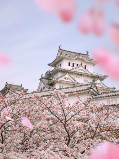 桜❀　0728 Замок Химэдзи, объект Всемирного наследия, весна 2026 года